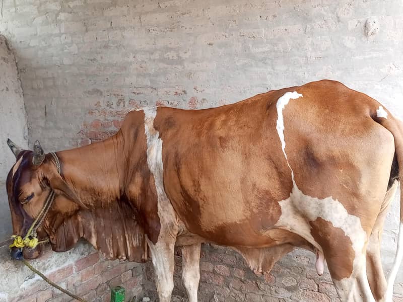 گائے فار سیل 1