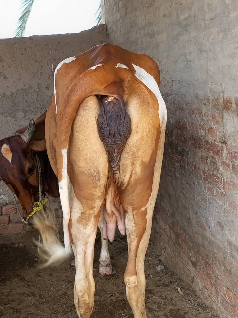 گائے فار سیل 2