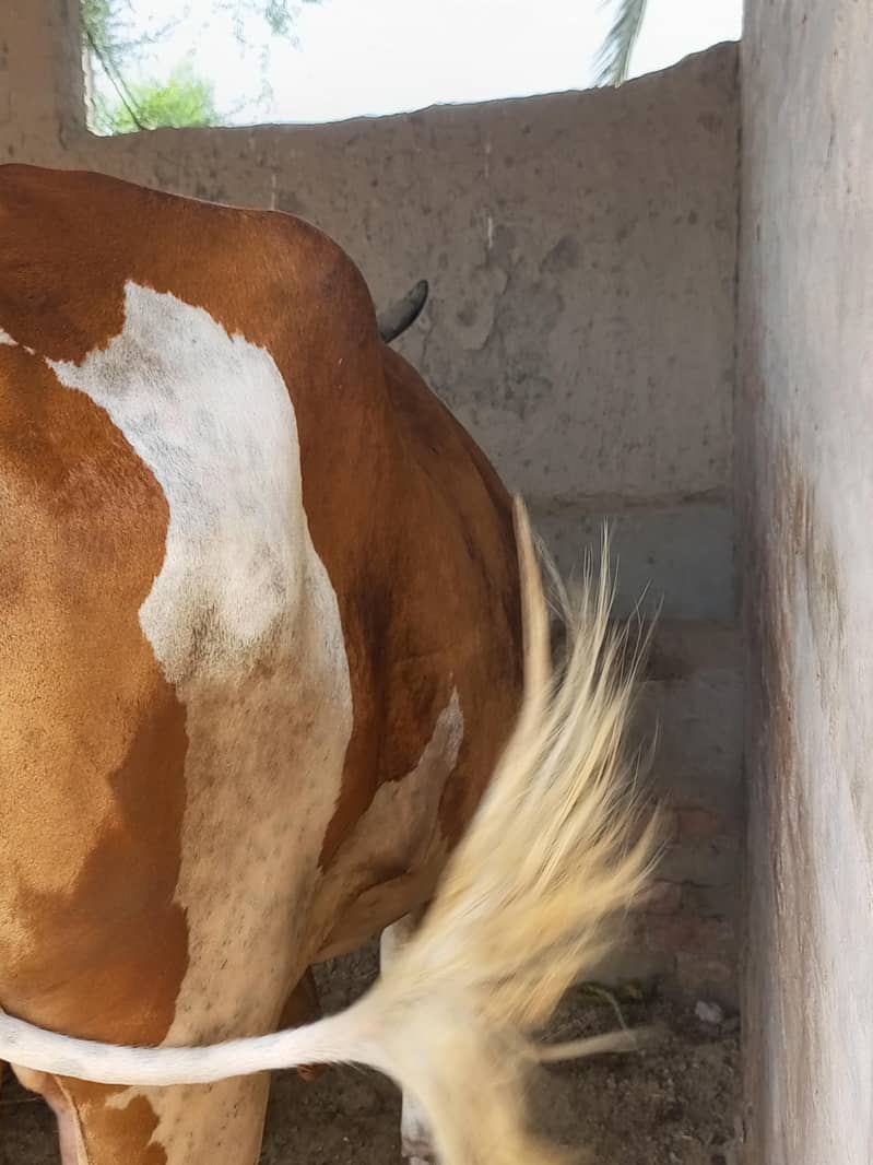 گائے فار سیل 3