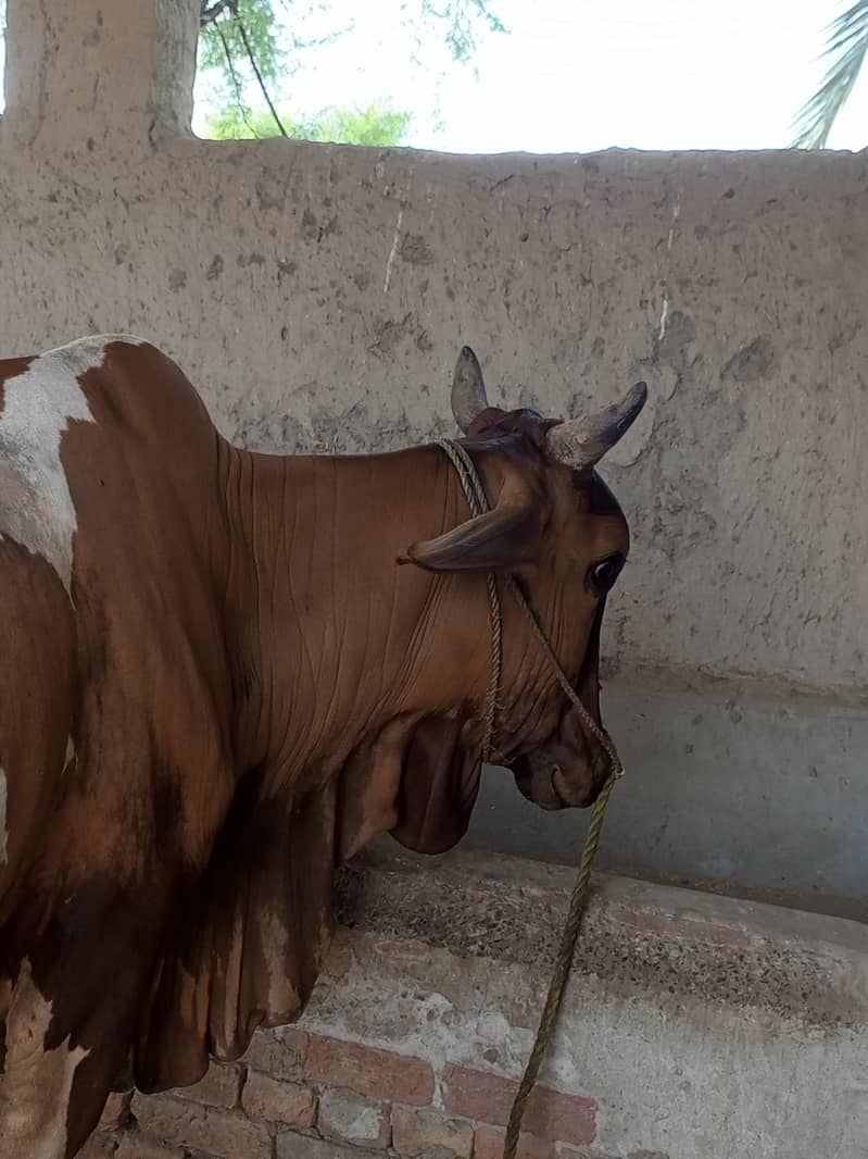 گائے فار سیل 4