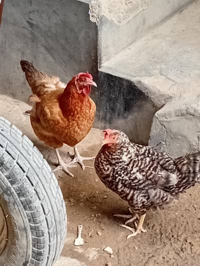 Andy deni wali 4 Murgiya  3 Misri 1 Desi