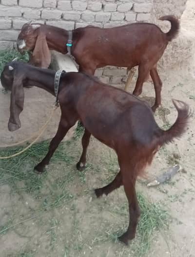 Pair for sale What's up 03039181084