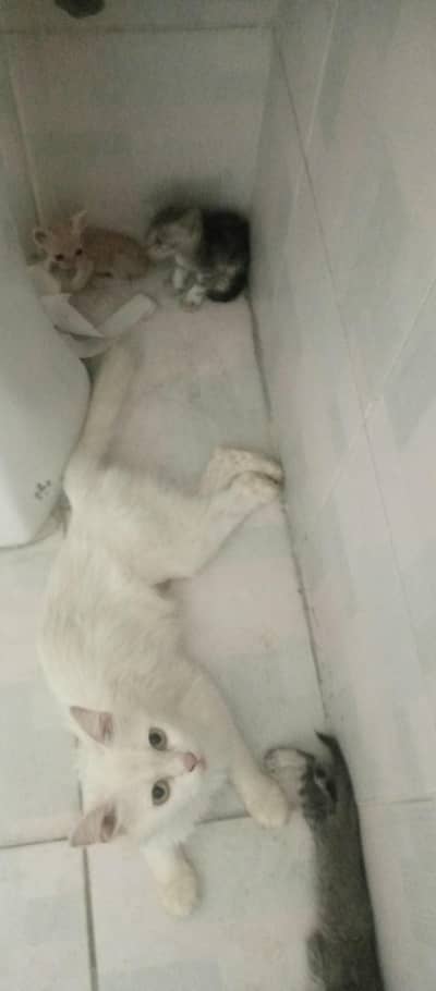 parsion cats two male and two female for sale
