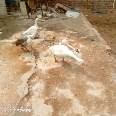 Ducks