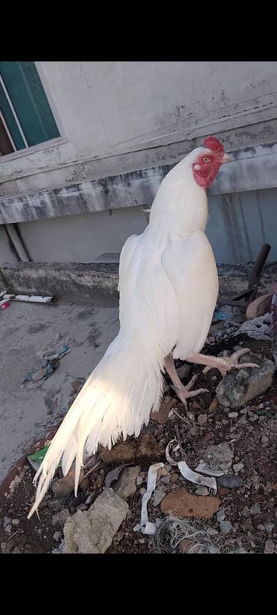 heera or mushka