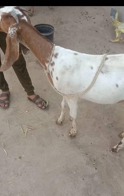 Ablak path supreme quality