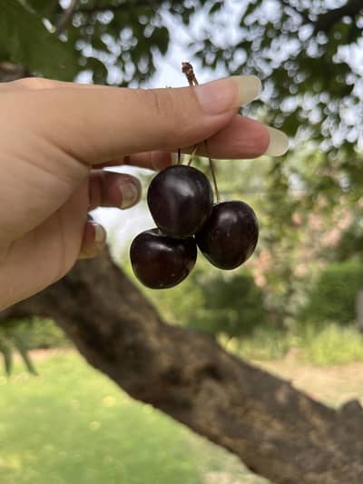 FRESH CHERRIES