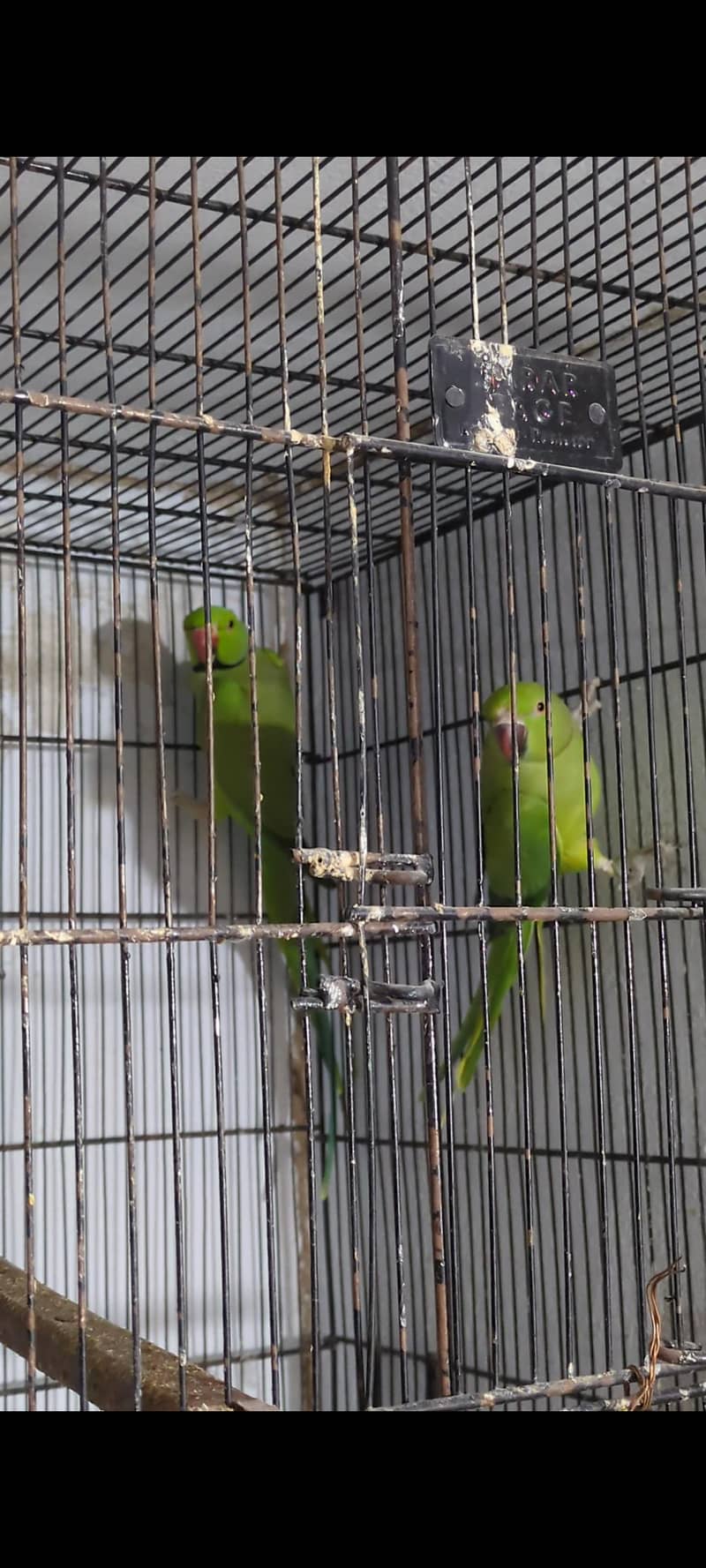 ringnecl pair 0