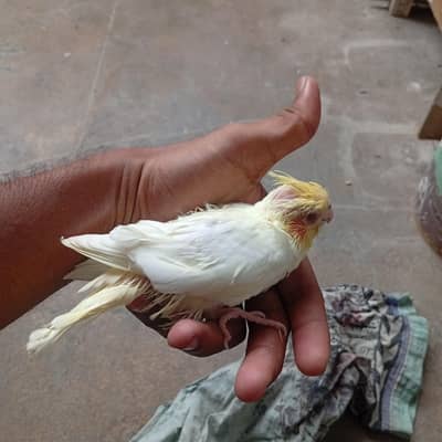 cocktail chick for sale