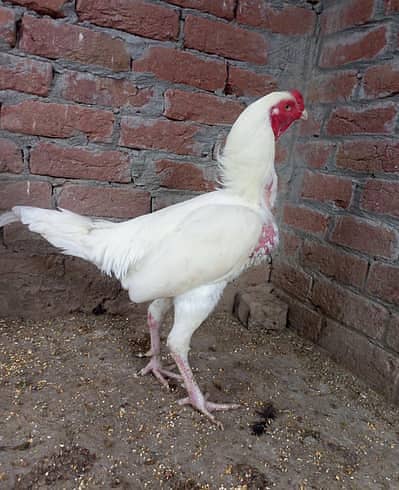Heera Aseel Hen