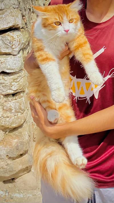 Persion male cat