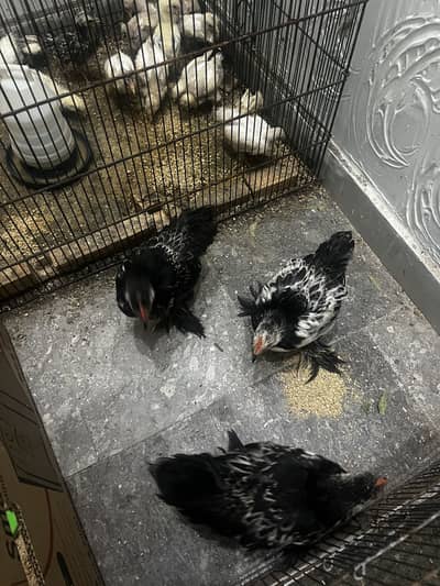 Birchen Cochin Bantam For Sale