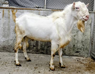 Gulabi Tedda Breeder Bakra White eyes Pink skin