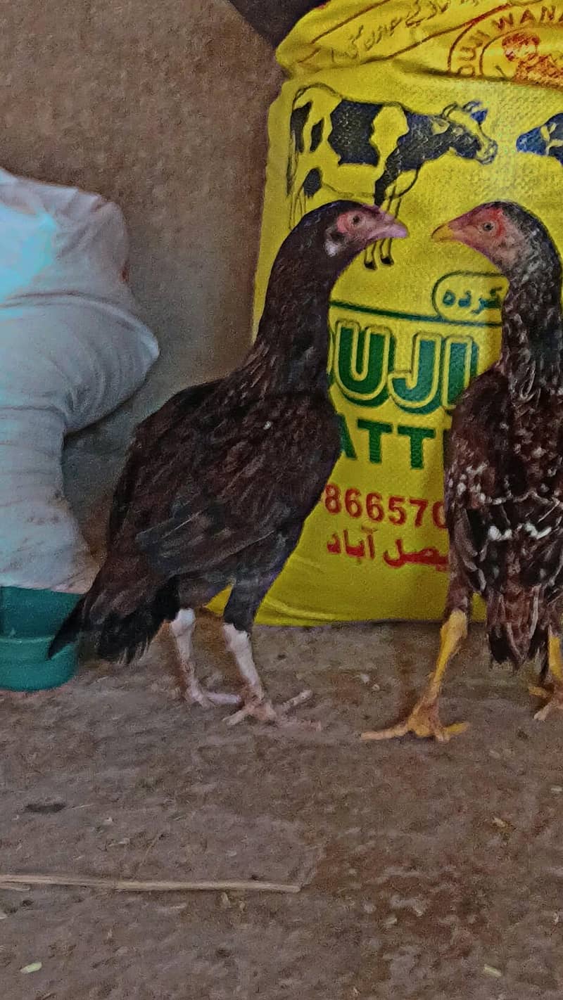 aseel patha 7