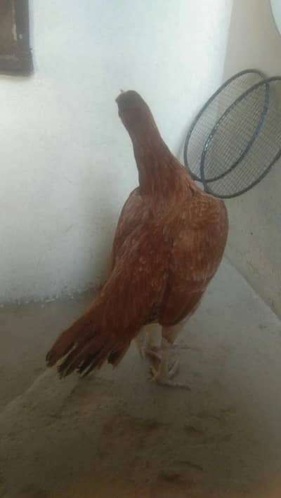 pure aseel mianwali female.