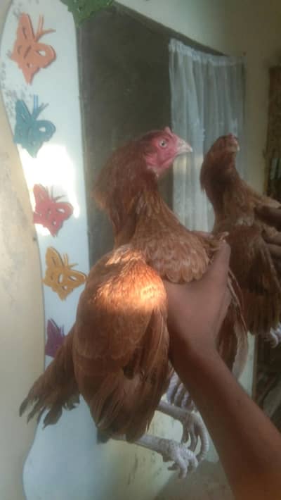 pure aseel mianwali female.