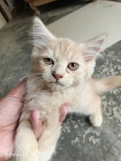 cats for sale