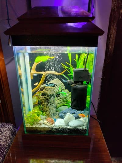  Ready-to-Set Baby Aquarium (10+ Fishes & Live Plants)