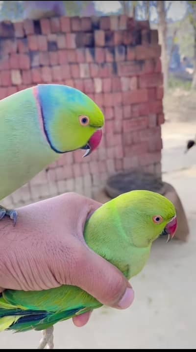 helathy pair male tamed hai talking bi karta bread ki history avlable
