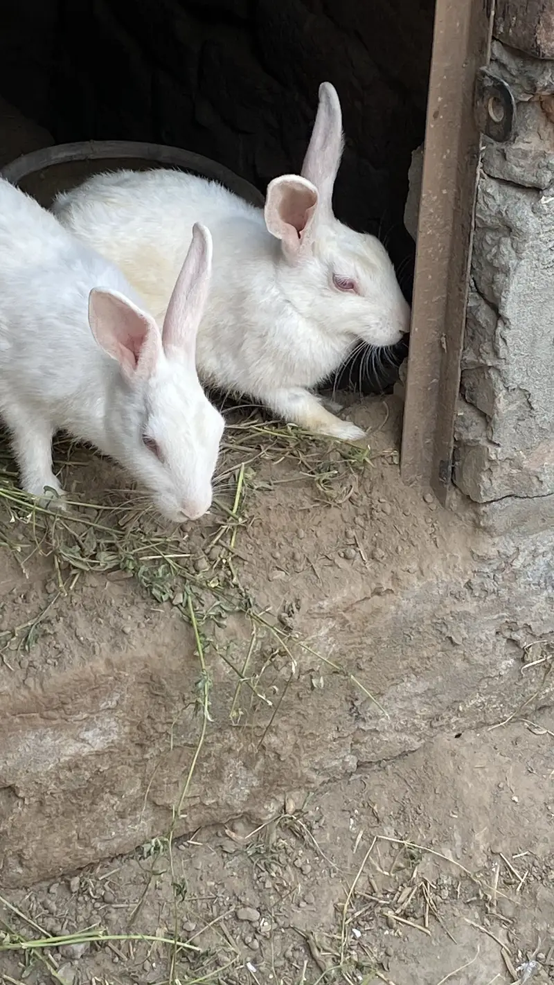 White rabbit in red eye