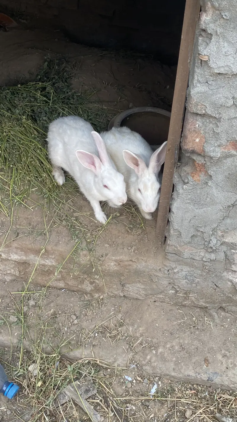 White rabbit in red eye — photo 2