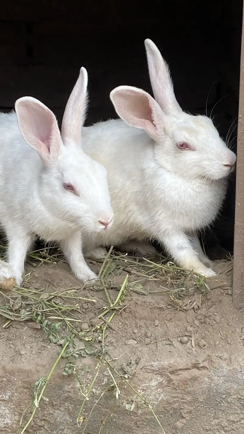 White rabbit in red eye — photo 3