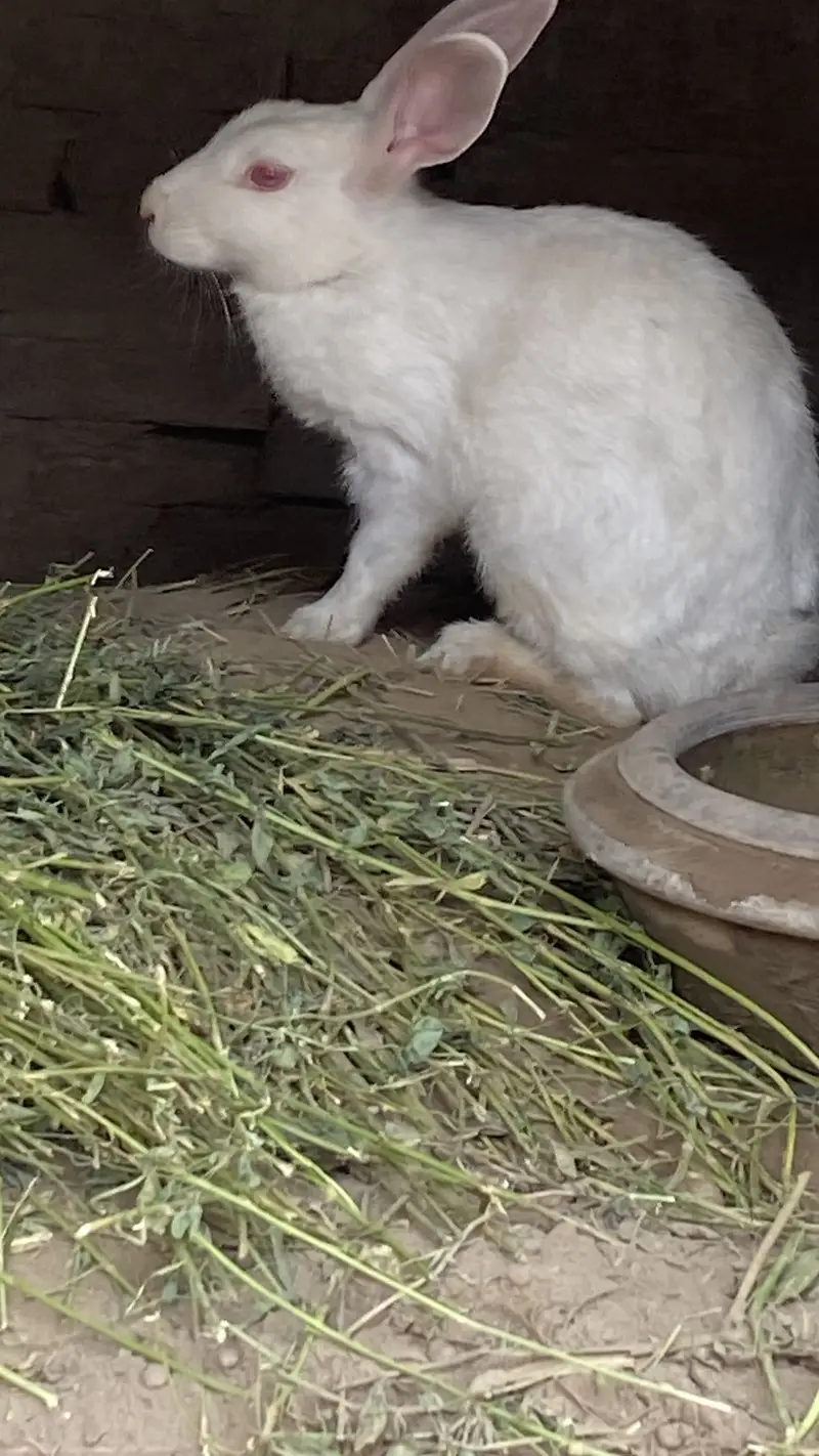 White rabbit in red eye — photo 4