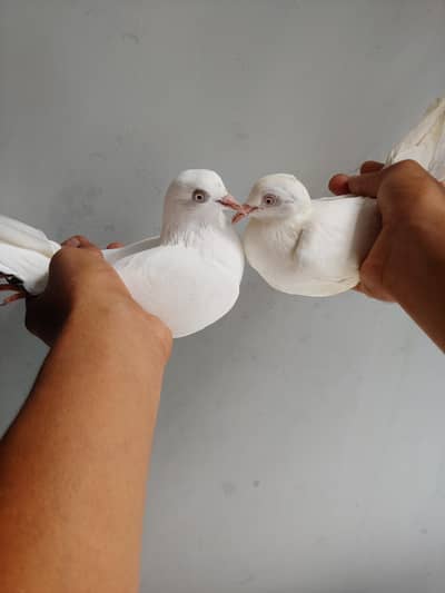 2 white pattiya patti wali sale.