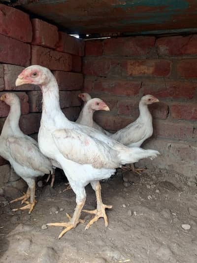 white shamo age 2.5 month