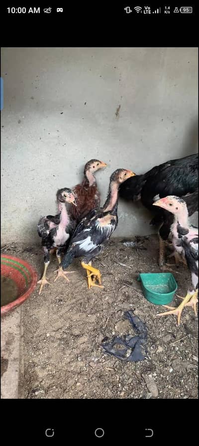 aseel lasani chicks or murgi bi available   03123543634