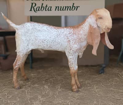 Dasi makhi chena Bakra