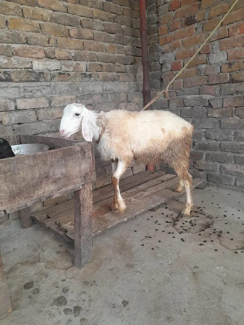 gulabi dumba for sale — photo 2