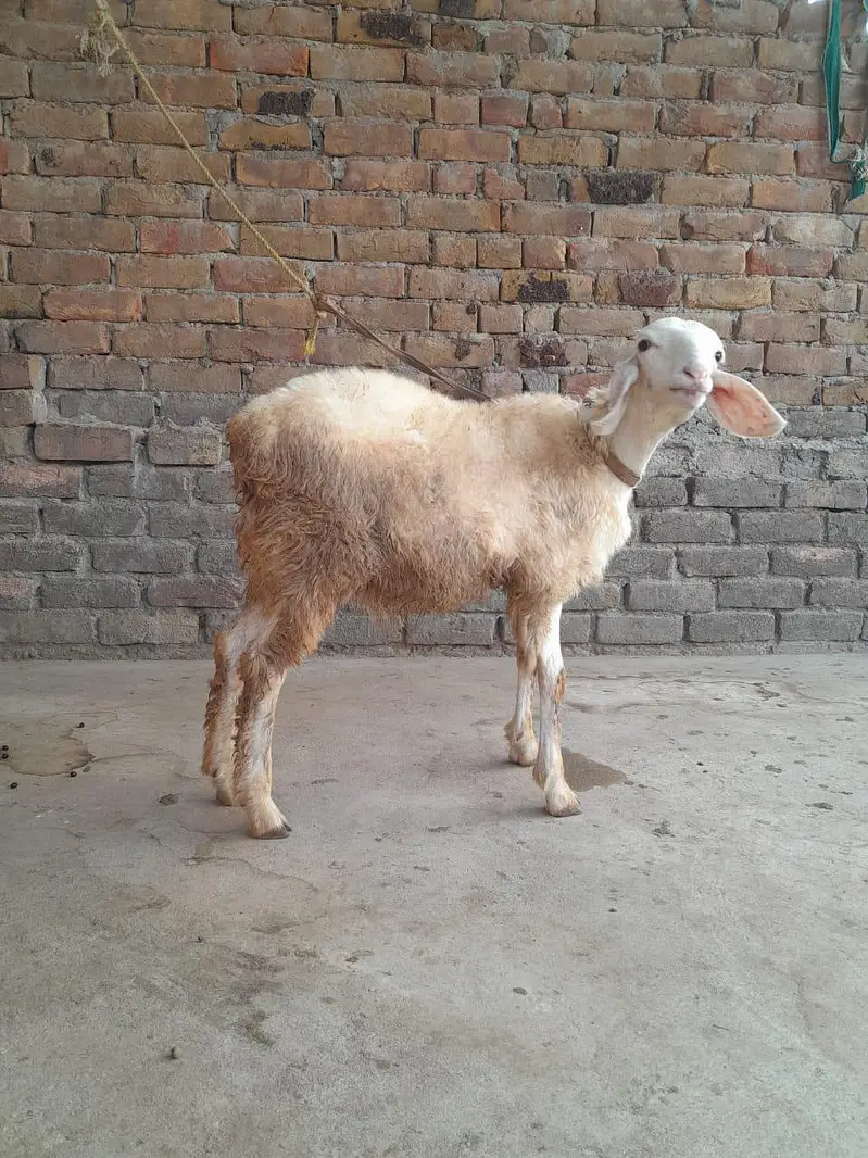 gulabi dumba for sale — photo 3