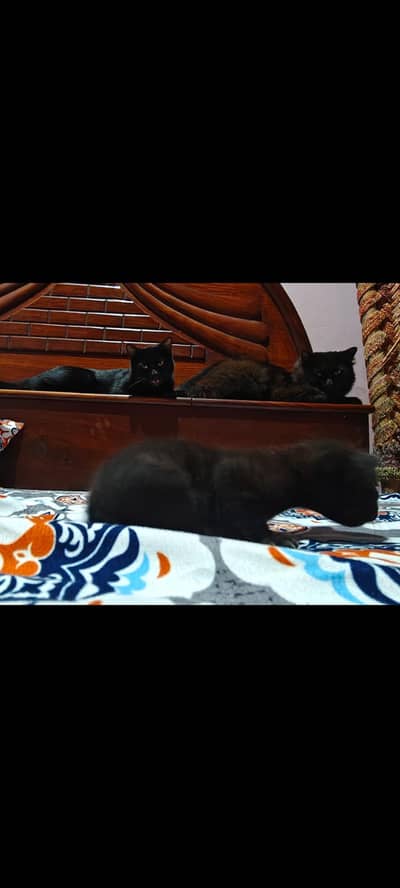 1 male cat double cot 1 female one baby female