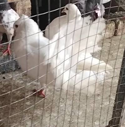 luckaa kaboter pair for sale