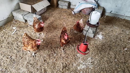 Lohman Brown Hen
