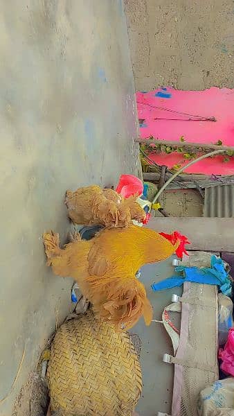 Golden Buff ka pair Murgi Ande da rahi ha