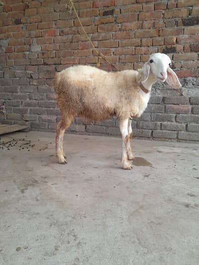 gulabi caki Wala dumba 03030516248