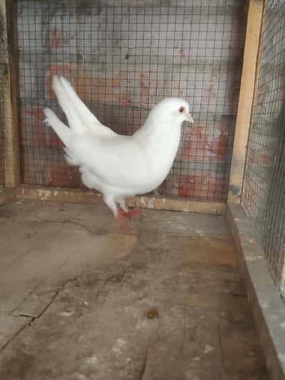 pure white king full size female cn 03703843127