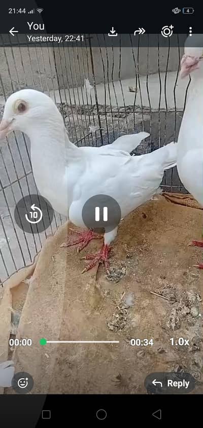 jerman beauty breeder pair 03039576668