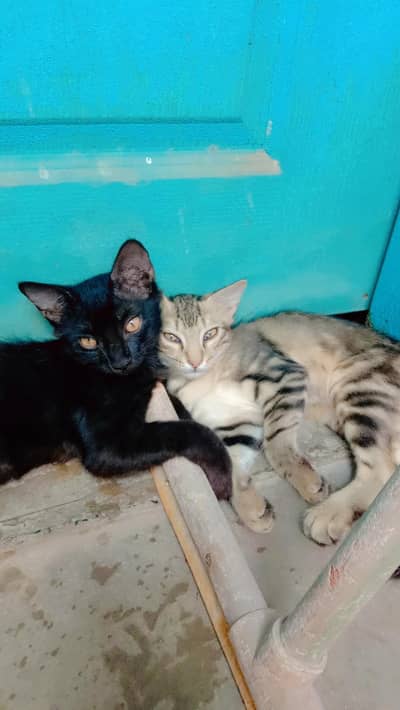 3 Healthy & Active Cats Needing a Loving Home for Free