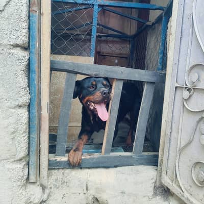 Male Rottweiler Required for Breeding (Islamabad/Rawalpindi)