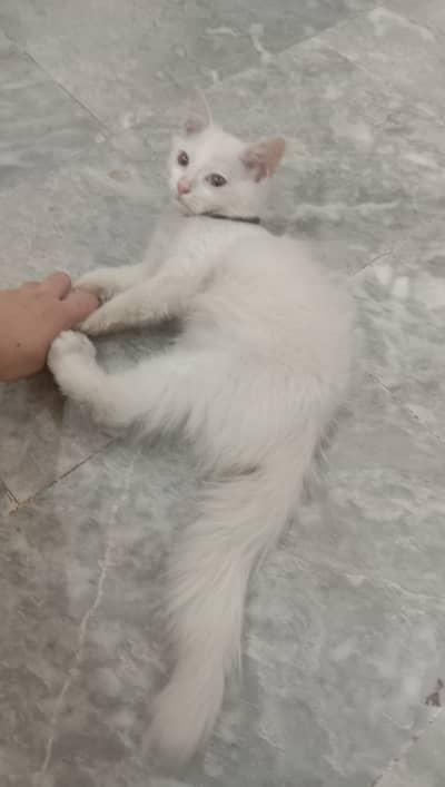 Mix Persian, white male kitten