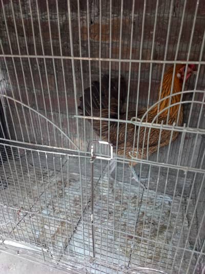 Golden Desi Breeder Hen