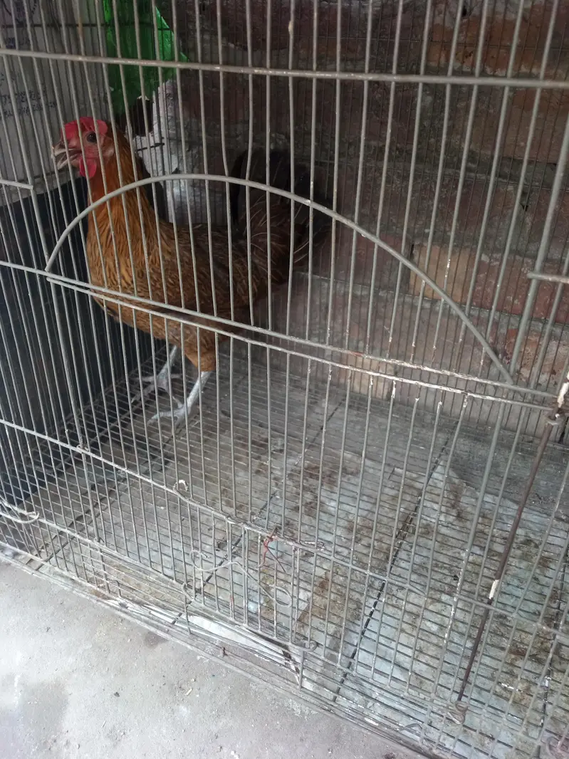 Golden Desi Breeder Hen — photo 2