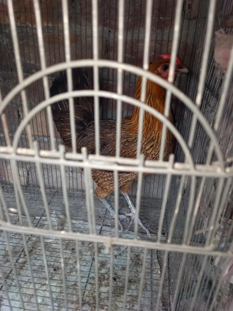 Golden Desi Breeder Hen — photo 3