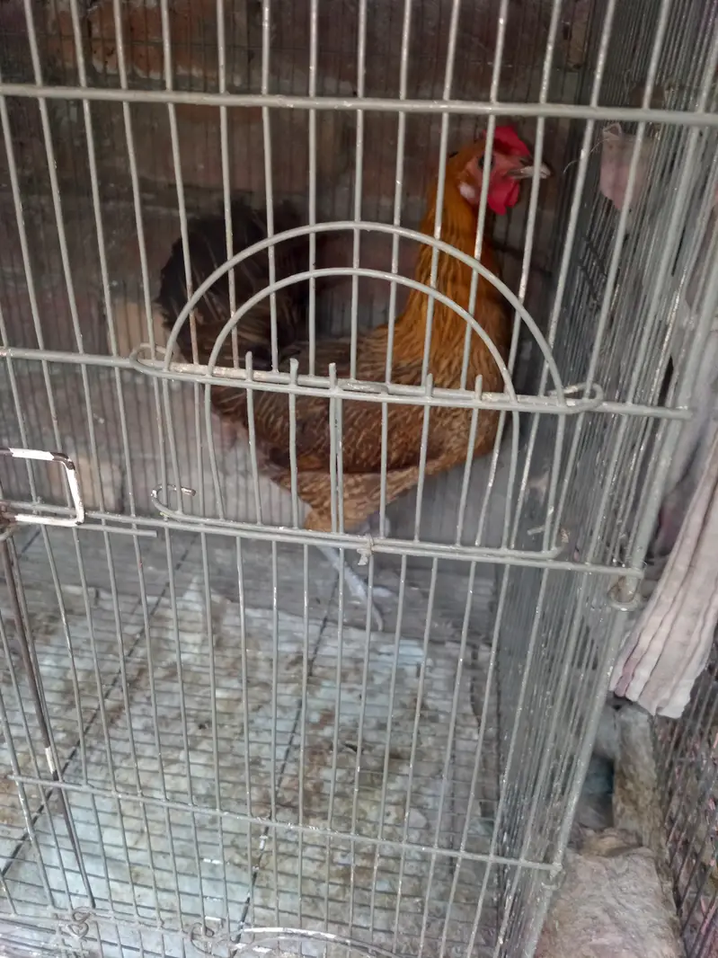 Golden Desi Breeder Hen — photo 4