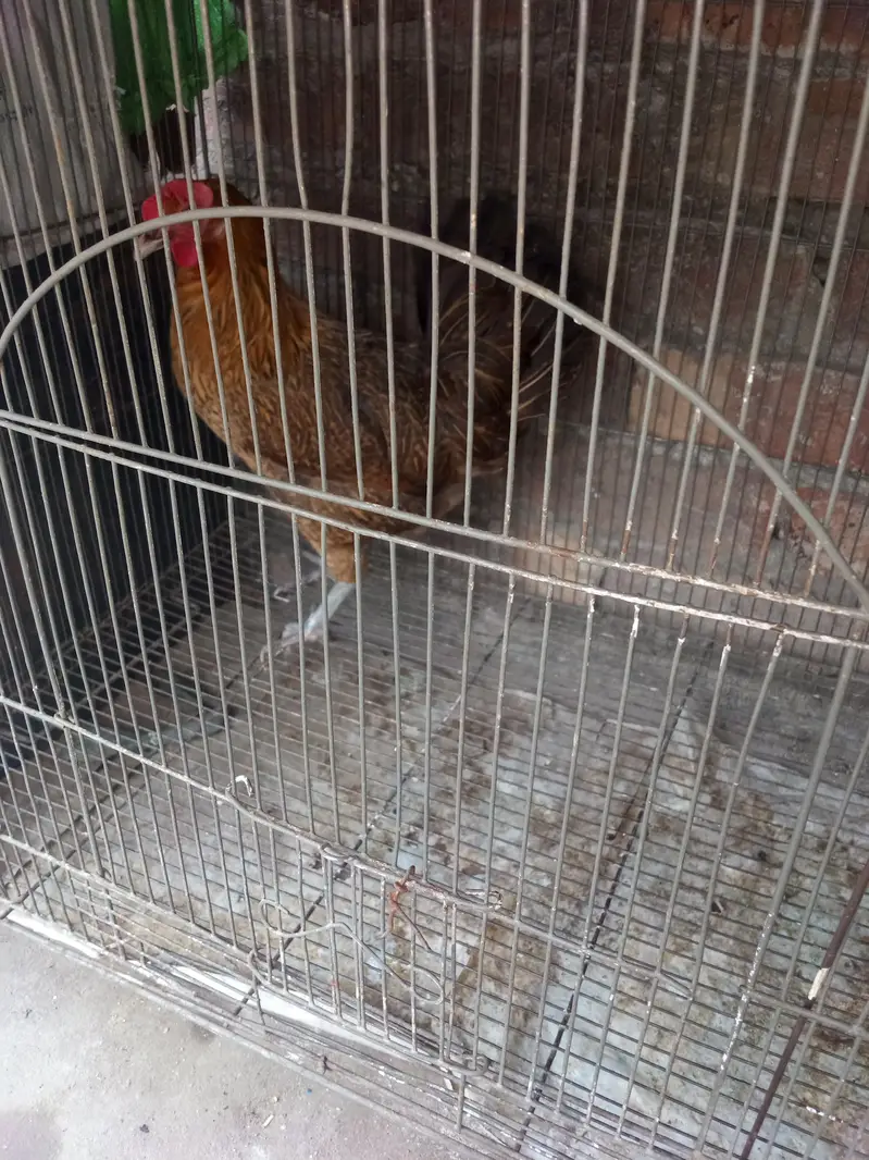 Golden Desi Breeder Hen — photo 5