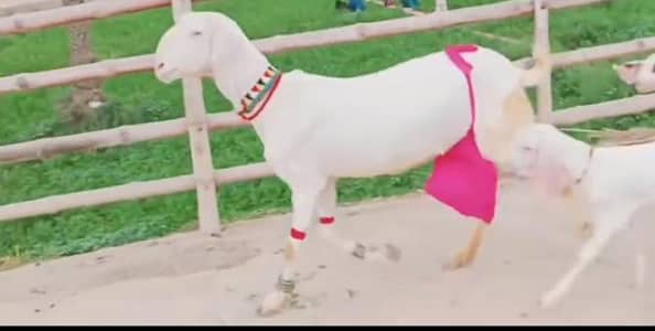 gulabi bakri 3 bacho wali contct 0322/6337/538