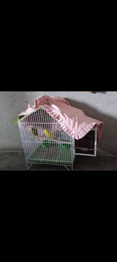 1 pair parrot with cage and wooden room for urgent sale